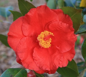 Grand Slam Camellia, Camellia japonica 'Grand Slam'